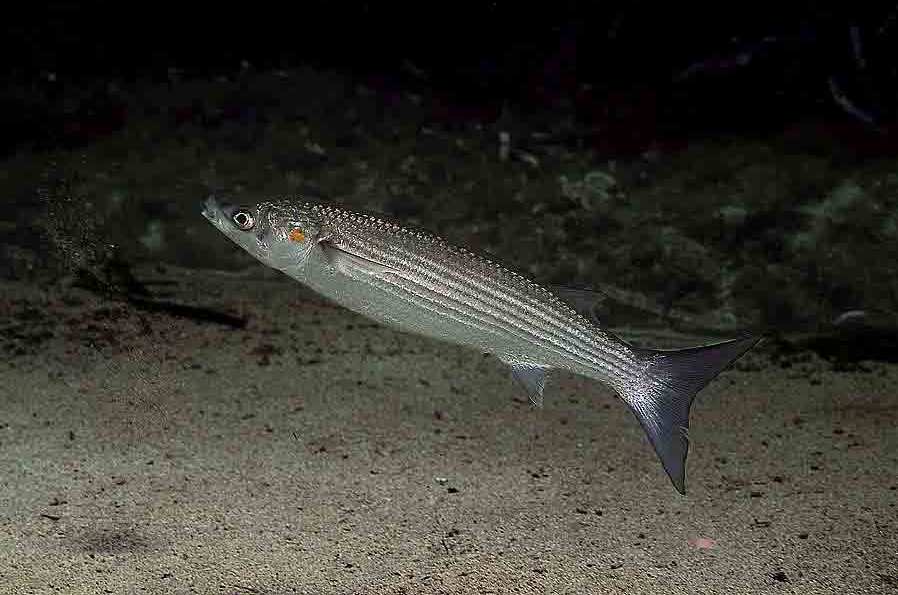 MUGILIFORMES (CEFALI)